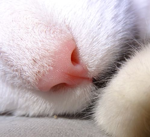 fiship:My cat’s nose appreciation post