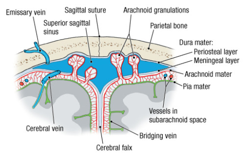 dura mater on Tumblr