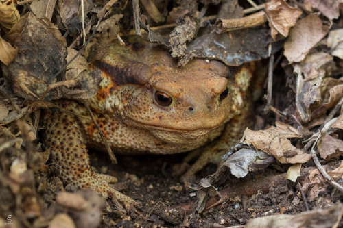 toadschooled:This female European common toad [Bufo bufo]...