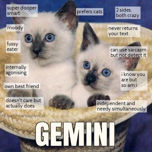 meowmeowkazoo:Cat horoscopes! :3