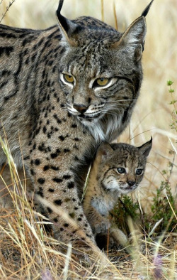 Lynx and Kitten by rarecollection.ch on Flickr