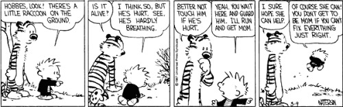 scarcerare:Some of my favorite Calvin and Hobbes strips. Bill...