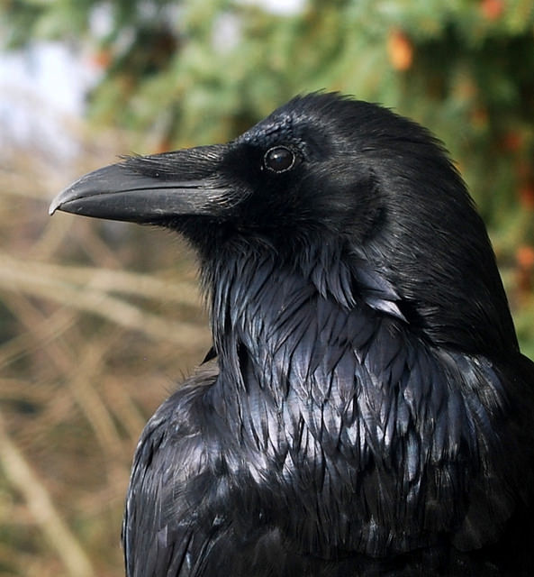 ancientdelirium: MR. RAVEN - HAUGHTY BUT WATCHING... - Serena’s ...