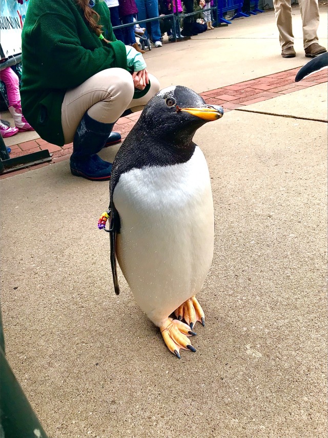 Gentoo Penguin Tumblr