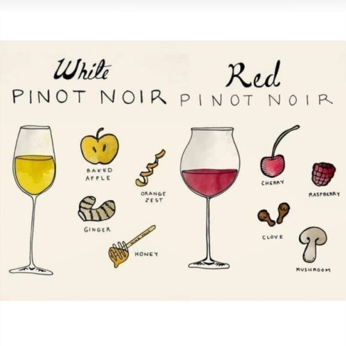 whitewine rosewine sparklingwine redwine pinotnoir