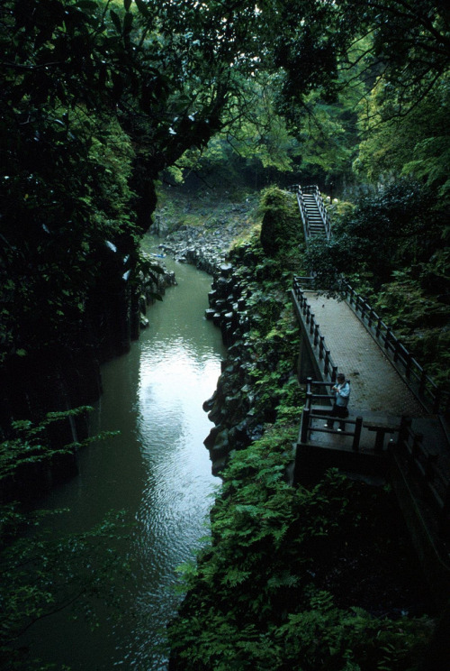 In the Shadow of the Forest