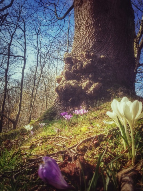 ~Chobbit Hobbit's Nature Corner~