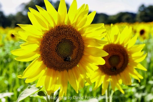 Sunflower glow #sunflower