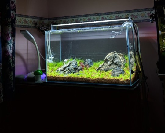 1010 Aquarium Design Amano Gratis Terbaru