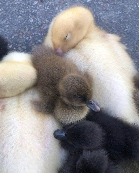 Cuteness overload (via)