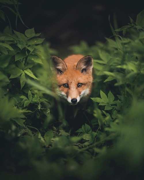 everythingfox:Curious Fox Cub // Konsta Punkka