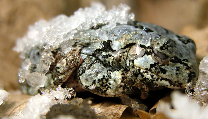 The Travelling Taxonomist - Scales-and-fangs: Meet The Wood Frog ...