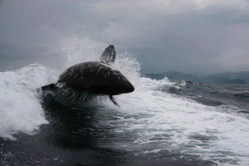 blackfishsound:Photos by Marisol Jenkins of an orca riding in...