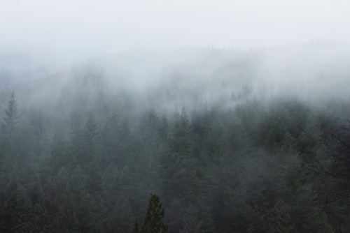 matchbox-mouse:Foggy day in the mountains.From hiking in...