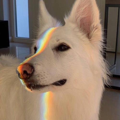 awwcutepets:Bark side of the moon.