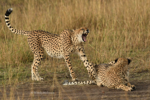 Cheetah yawnKenya