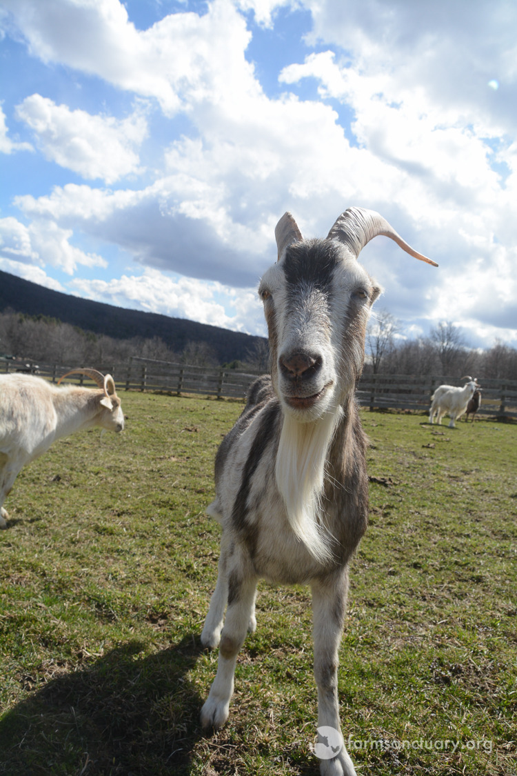 patrick the pygmy goat