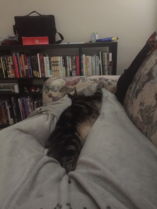 I’m not a particularly tall person, but nonetheless, my cat stretches almost the entire length of my leg. Note the proprietary paw wrapped around my foot.