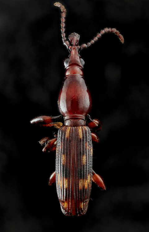 Oak Timberworm, Arrhenodes minutus, and an interesting mite on...