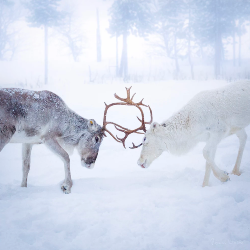 nature photography winter reindeer finland animals uploads