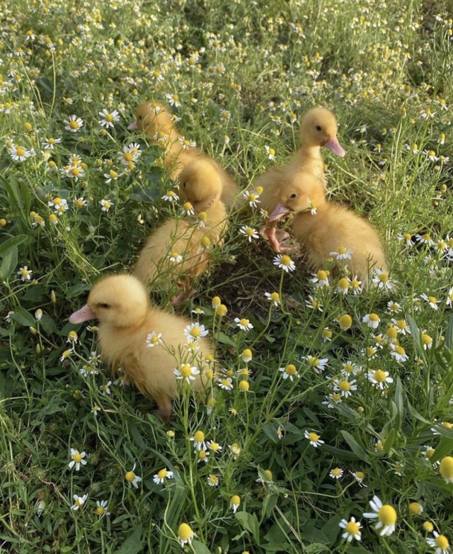 Duckling Aesthetic | Tumblr