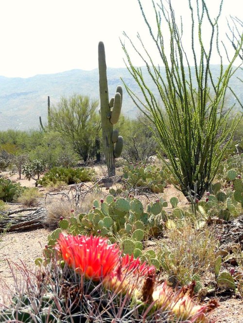 desert-stuff:Saguaro National Park, Arizona by George McDowell...