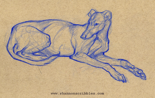 shannonscribbles