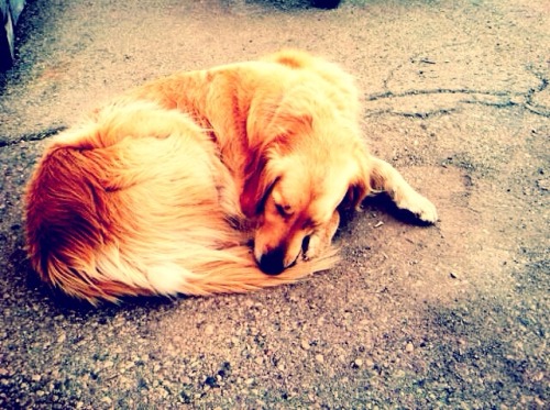 thisisthebeatofmyblog:Two very cute (and sleepy) dogs I met on...