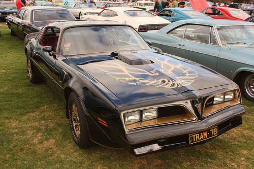 carpr0n:Starring: ‘78 Pontiac Trans-AmBy Michelle ~ Blacky ~...