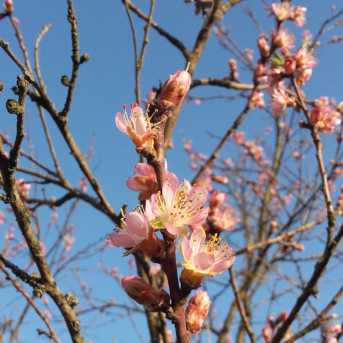 2bee:Peach Blossom 1/5