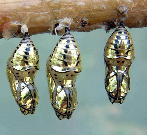 cocoon butterfly science nymphalidae