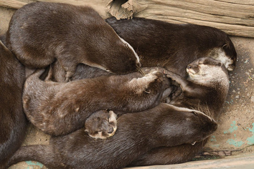 elodieunderglass:dailyotter:That Little Otter Has Been Almost...