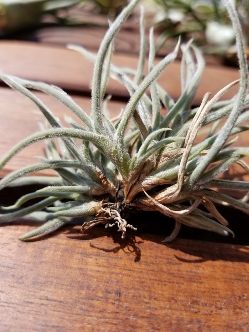 May 31, 2018 - Tillandsia crocata, one of the few air plants...