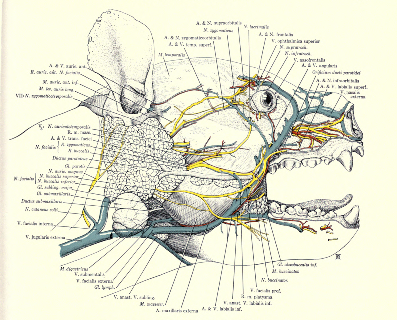 Infraorbitalis supraclavicularis infratrochlearis