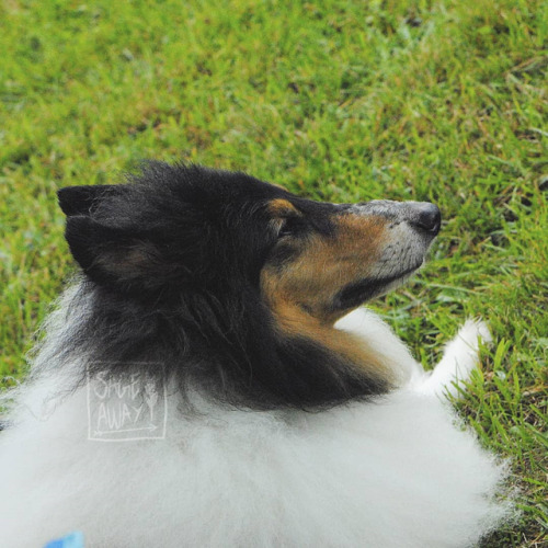 sageaway:a surprise rough collie! had to take pics for...