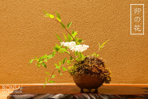 「卯の花」空木（ウツギ）の盆栽“UNOHANA”UTSUGI, Deutzia bonsai2018.5.3 撮影bonsai...