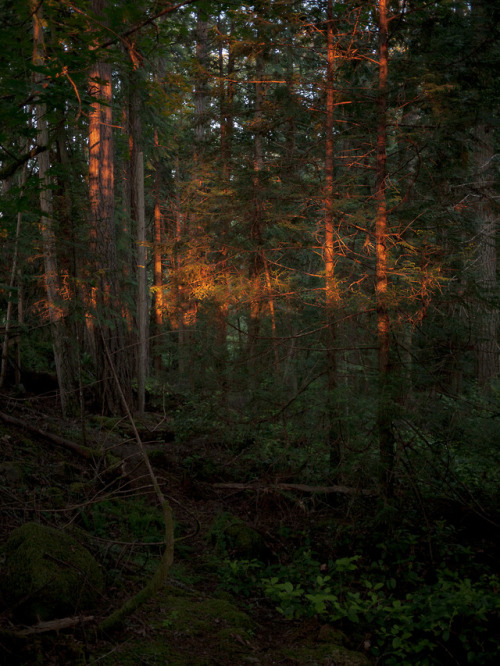 jessebalmer:Pender Island, BC