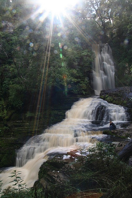 urbannoir: “forests are the lungs of the earth”