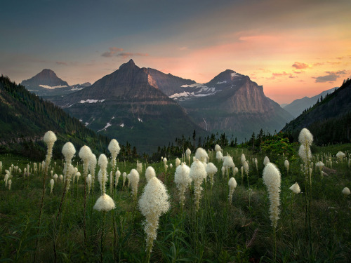 te5seract:Alpine Meadow, Glacier Park, Montana &Bear...