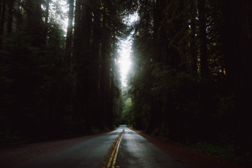 jonahreenders:roads of the redwoodsjonah reendersinstagram