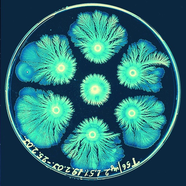 University Of California Research — Microbial Art Shows How Bacteria Became The Most