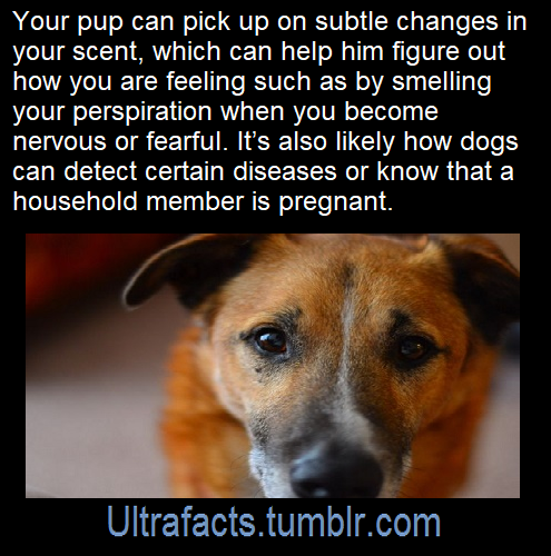 ultrafacts:Source: [x]Click HERE for more facts!