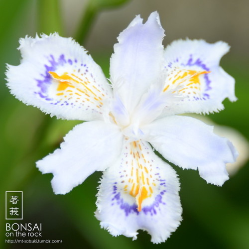 シャガ（射干、著莪）SHAGA, Iris japonica (fringed iris, butterfly...