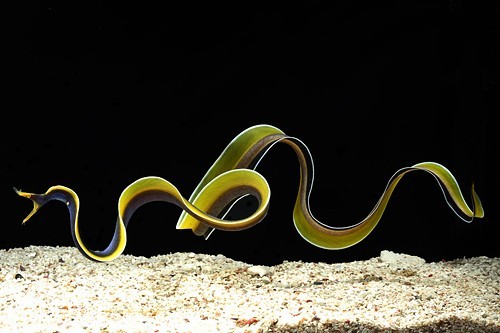 end0skeletal:The ribbon eel or Bernis eel, is a species of...