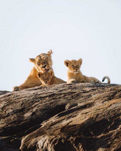 wanderlog:Serengeti National Park, Tanzania