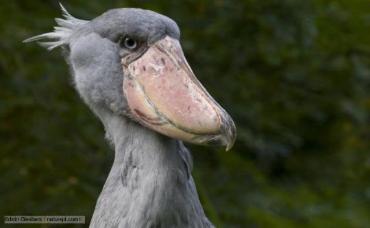 shoebill meme