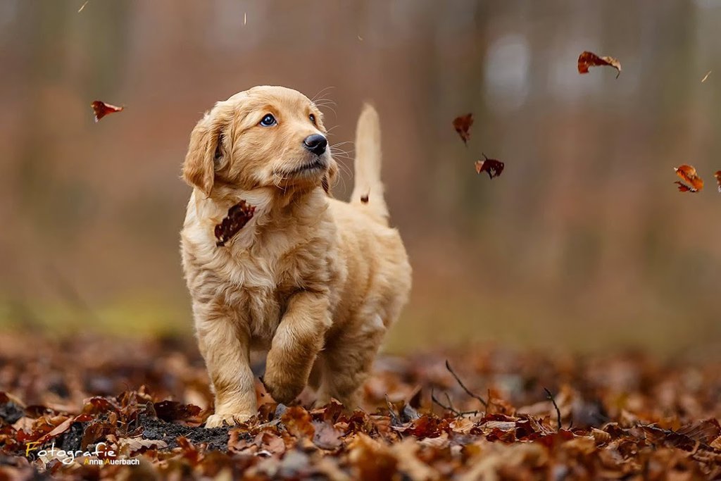 Landscapes, Nature and Animals • “Autumn Golden Retriever Puppy” (by