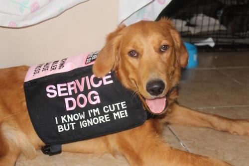 doggos-with-jobs:Ignore her!!