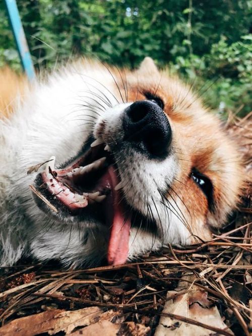 everythingfox:Juniper the Fox