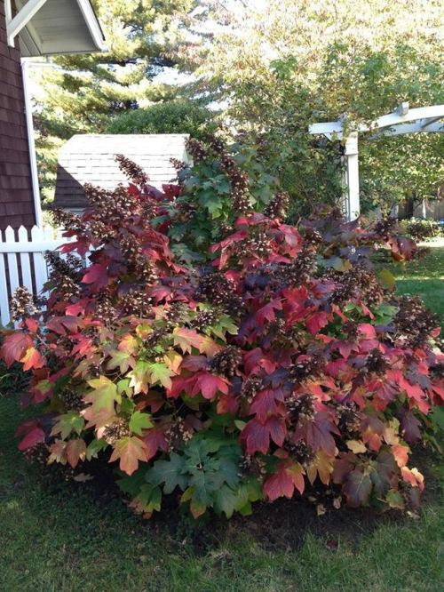 Red, Pink, and White blooms on Oak Leaf Hydrangea.